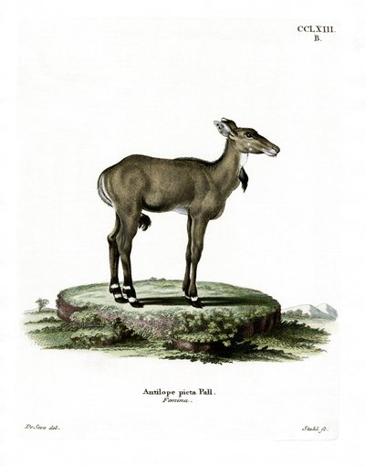 Nilgai door German School