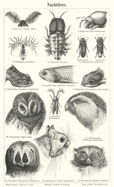 Nachtelijke dieren (gravure) door German School