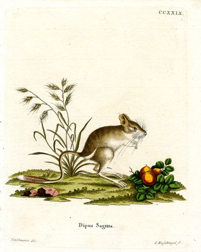 Noordelijke drie-tenige jerboa door German School