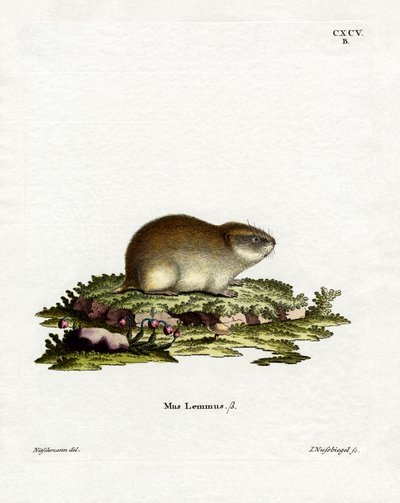 Noorse Lemming door German School