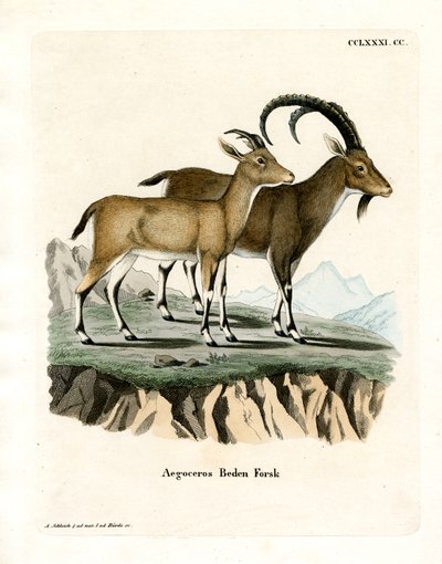 Nubische steenbok door German School