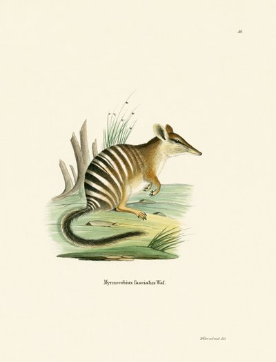 Numbat door German School