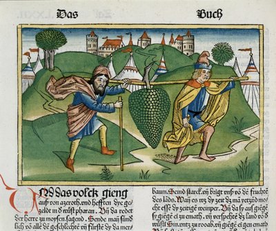Numeri 13:23 De druiven van Eschol, uit de Neurenbergse Bijbel (Biblia Sacra Germanaica) door German School