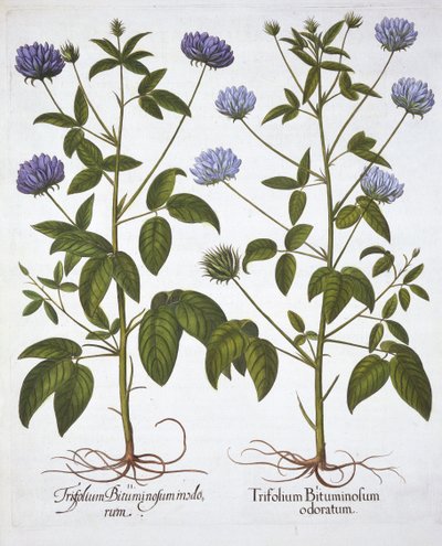 Eenbloemige Klavers, uit Hortus Eystettensis, door Basil Besler, 1613 door German School