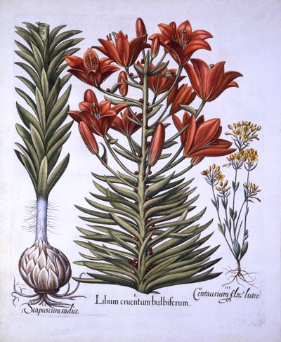 Oranje Lelie met Bolletjes en Bollen, Laatbloeiende Blackstoria, uit Hortus Eystettensis, door Basil Besler, 1613 door German School
