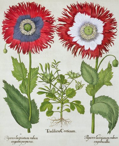 Sierpapavers, uit de Hortus Eystettensis door Basil Besler (1561-1629), pub. 1613 door German School