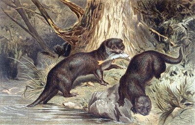 Otter, plaat uit 