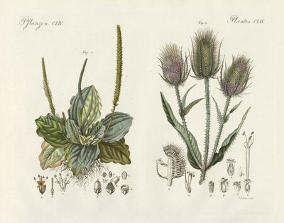 Uitstekende planten door German School