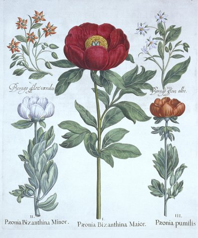 Pioenen en Bernagie, uit Hortus Eystettensis, door Basil Besler, gepubliceerd 1613 door German School