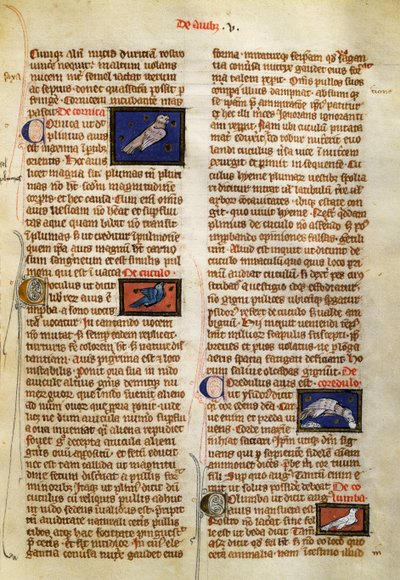 Pagina uit De Natura Rerum over vogels, door Albertus Magnus (circa 1200-1280) door German School