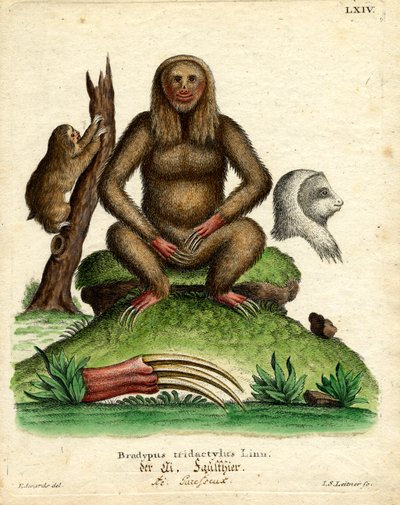 Bleekkeelsloth door German School