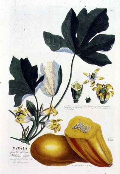 Papaja, gegraveerd door Johann Jakob Haid, plaat 7 uit een botanisch boek, uitgegeven door Augustus Vind door German School