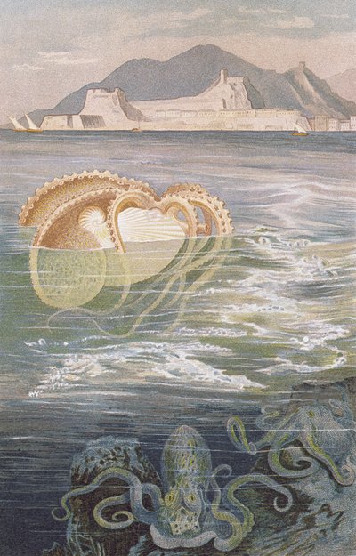 Papieren nautilus, plaat uit Brehms Tierleben: Allgemeine Kunde des Tierreichs, vol.10, p.273, gepubliceerd door Bibliographisches Institut, 1893 door German School