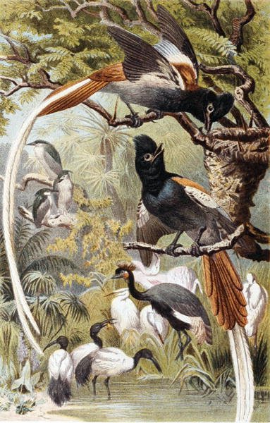 Paradijsvliegenvangers, plaat uit "Brehms Tierleben: Allgemeine Kunde des Tierreichs", deel 4, p. 516, uitgegeven door Bibliographisches Institut door German School