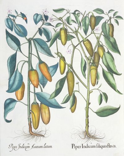 Peper: 1.Piper Indicum filiquis flavis; 2.Piper Indicum aureum latum, uit de Hortus Eystettensis door Basil Besler (1561-1629), uitgegeven 1613 door German School
