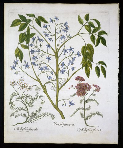 Perzische sering of trots van India, en Achillea Millefolium (soldaten wondkruid) plaat 136 uit Hortus Eystettensis door Basil Besler (1561-1629) gepubliceerd in 1613 door German School