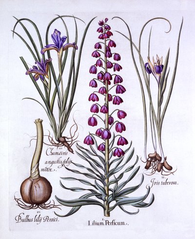 Perzische Lelie en Irissen, uit Hortus Eystettensis, door Basil Besler, 1613 door German School