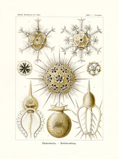Phaeodaria, 1899-1904 door German School