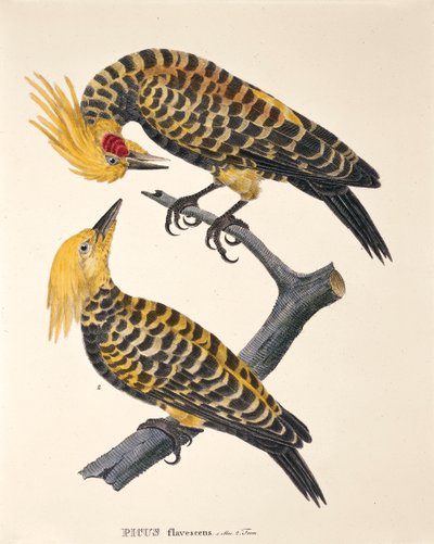 Picus Flavescens, uit 