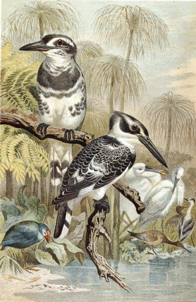 Bonte IJsvogel, plaat uit "Brehms Tierleben: Allgemeine Kunde des Tierreichs", deel 5, p. 60, uitgegeven door Bibliographisches Institut door German School
