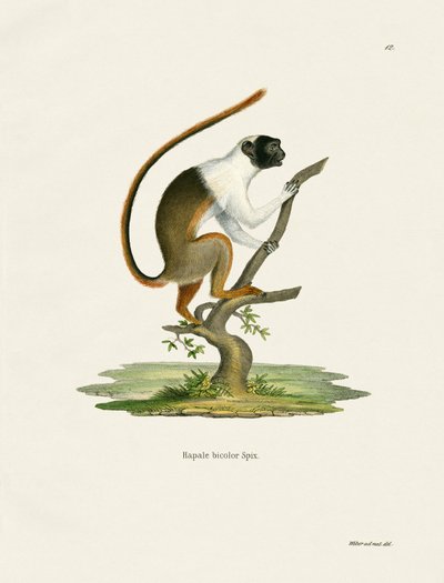 Bonte Tamarin door German School