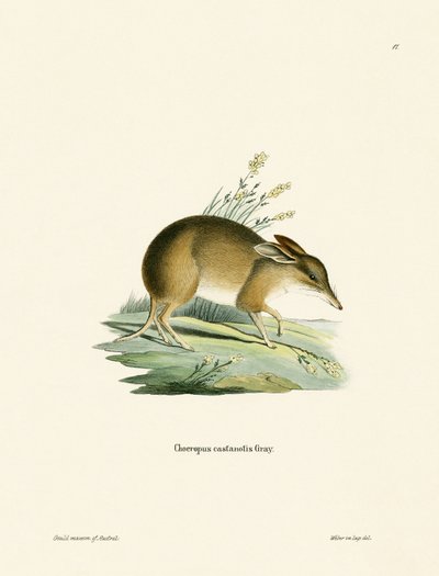 Varkenspoot Bandicoot door German School
