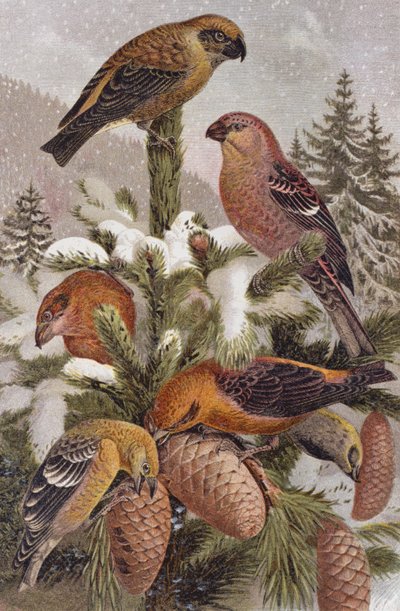 Grote kruisbek en kruisbek, plaat uit Brehms Tierleben: Allgemeine Kunde des Tierreichs, vol.4, p.314, uitgegeven door Bibliographisches Institut, 1891 door German School