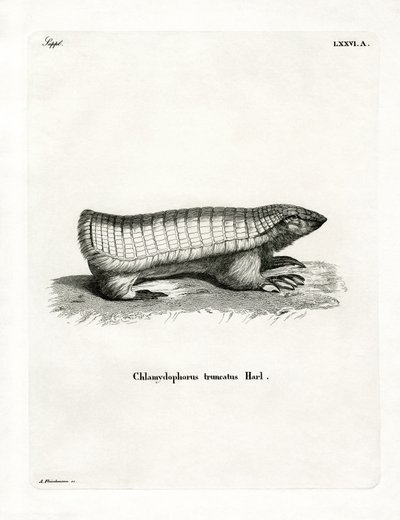 Roze Fee Armadillo door German School