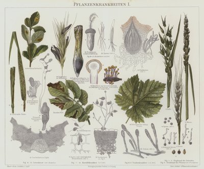 Plantenziekten door German School