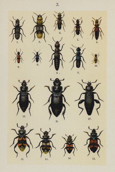 Plaat uit The Young Beetle-Collector