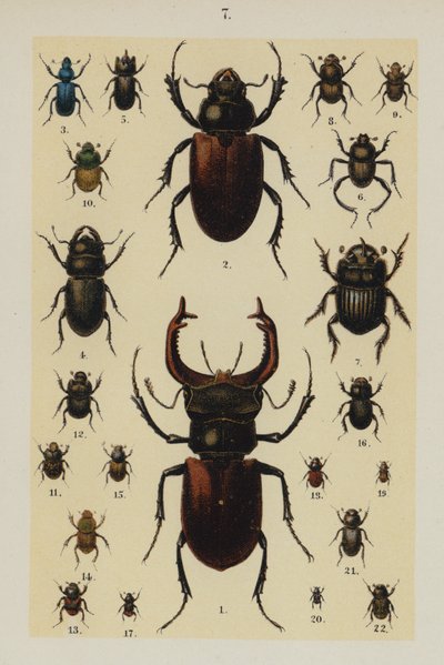 Plaat uit The Young Beetle-Collector