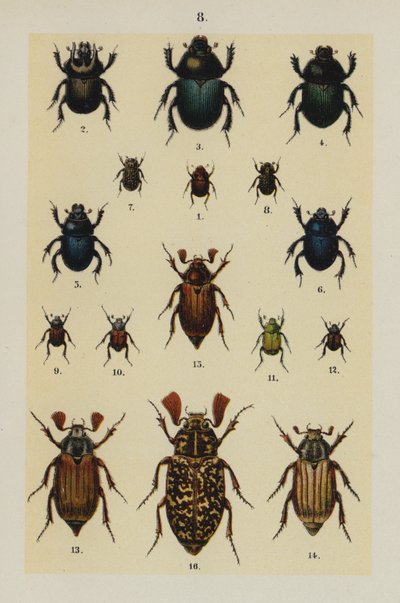 Plaat uit The Young Beetle-Collector