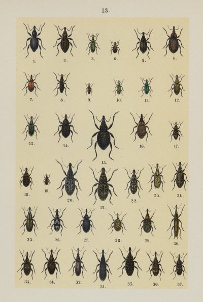 Plaat uit The Young Beetle-Collector