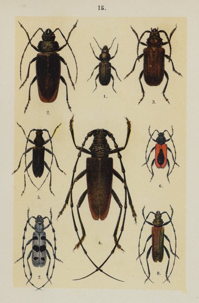 Plaat uit The Young Beetle-Collector
