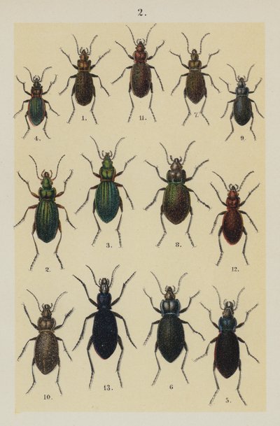 Plaat uit The Young Beetle-Collector