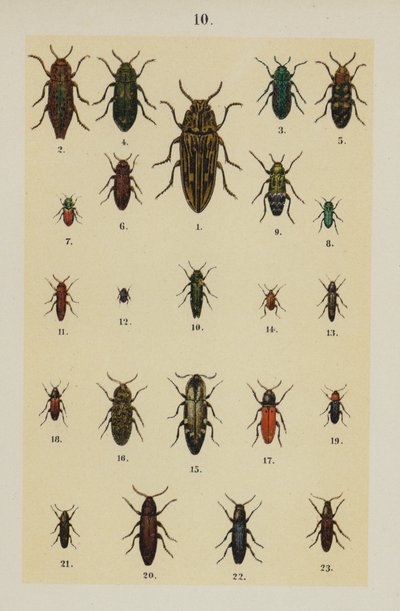 Plaat uit The Young Beetle-Collector