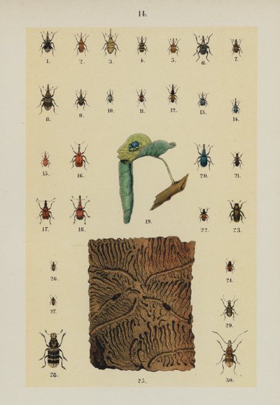 Plaat uit The Young Beetle-Collector