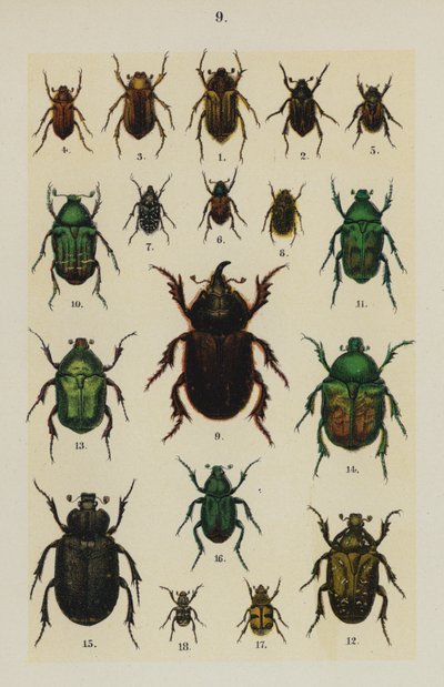Plaat uit The Young Beetle-Collector