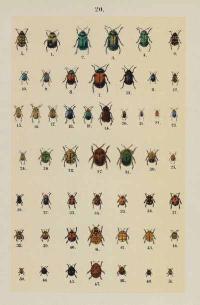 Plaat uit The Young Beetle-Collector