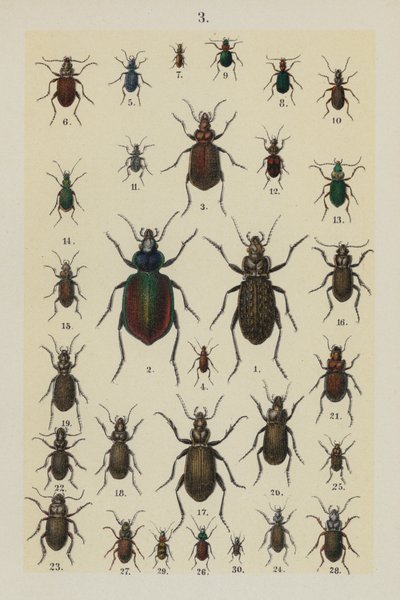 Plaat uit The Young Beetle-Collector