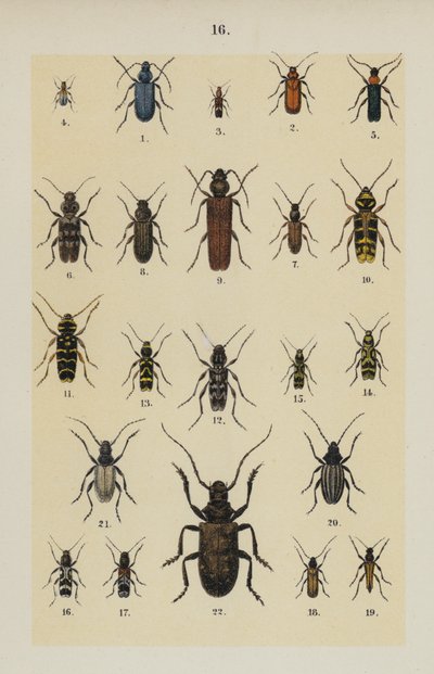 Plaat uit The Young Beetle-Collector