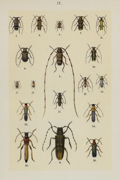Plaat uit The Young Beetle-Collector
