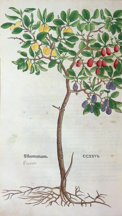 Pruimenboom, een botanische plaat uit het Herbarium door Leonhart Fuchs (1501-66), gepubliceerd in Basel, 1543 door German School