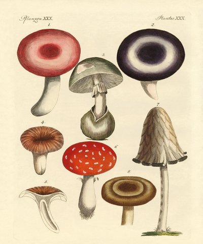 Giftige Duitse paddenstoelen door German School