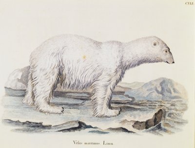 IJsbeer (Ursus maritimus), uit Zoogdieren geïllustreerd uit de natuur met beschrijvingen, door Johann Christian Daniel von Schreber (1739-1810), gravure door IC Bock naar tekening van Marechal, volume 3, tafel 141, Duitsland door German School