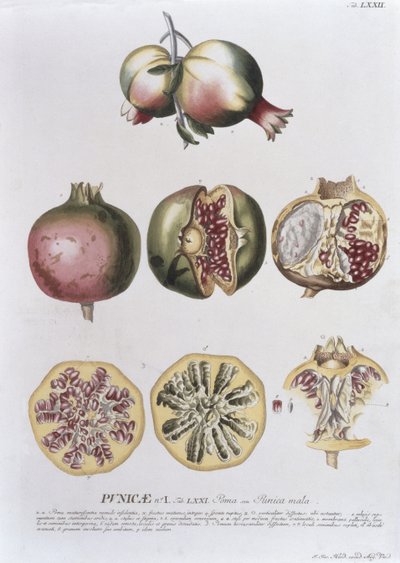Granaatappel, gegraveerd door Johann Jakob Haid (1704-67) plaat 72 uit een botanisch boek, uitgegeven door Augustus Vind door German School