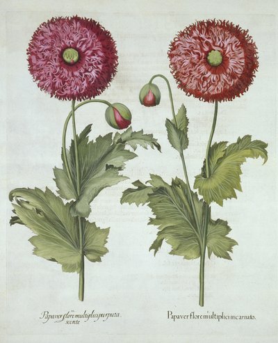 Klaprozen, uit Hortus Eystettensis, door Basil Besler, gepubliceerd 1613 door German School