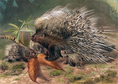 Stekelvarken, plaat uit Brehms Tierleben: Allgemeine Kunde des Tierreichs, vol.2, p.560, gepubliceerd door Bibliographisches Institut, 1890 door German School