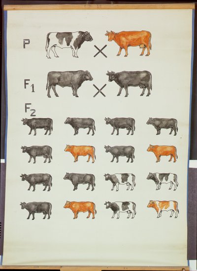 Poster die Mendels wet bij vee demonstreert door German School