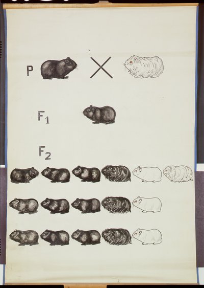 Poster die Mendels wet bij cavia